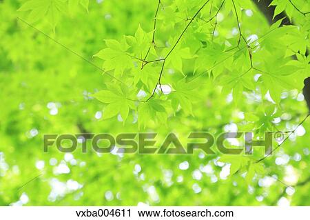 Green leaves View Large Photo Image Stock Image - Green leaves. Fotosearch