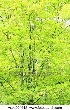 Green leaves View Large Photo Image Stock Image - Green leaves. Fotosearch