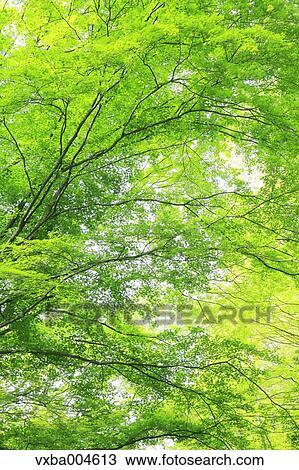 Green leaves View Large Photo Image Stock Image - Green leaves. Fotosearch
