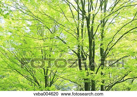 Green leaves View Large Photo Image Stock Image - Green leaves. Fotosearch