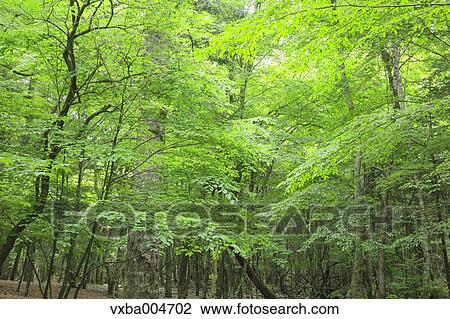 Stock Image - Green leaves. Fotosearch