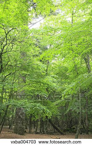 Green leaves View Large Photo Image Stock Image - Green leaves. Fotosearch