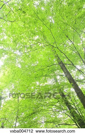 Green leaves View Large Photo Image Stock Image - Green leaves. Fotosearch