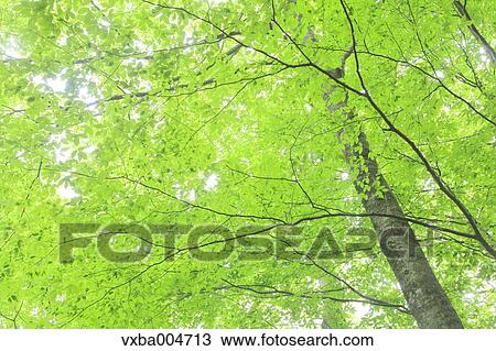 Green leaves View Large Photo Image Stock Image - Green leaves. Fotosearch
