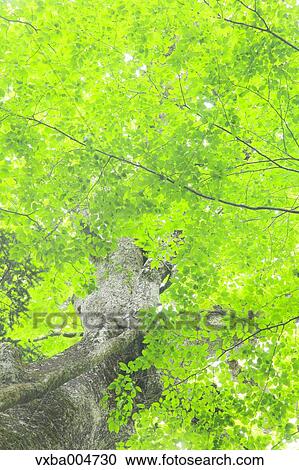Green leaves View Large Photo Image Stock Image - Green leaves. Fotosearch