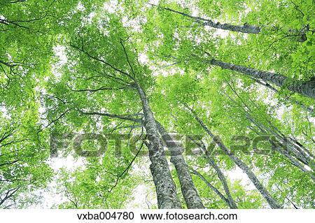 Green leaves View Large Photo Image Stock Image - Green leaves. Fotosearch
