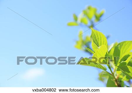 Green leaves View Large Photo Image Stock Image - Green leaves. Fotosearch