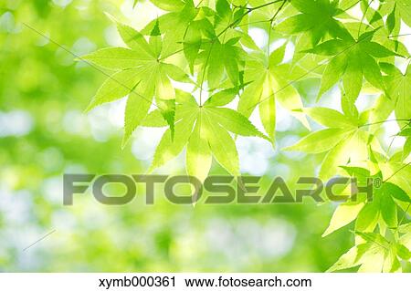 Stock Image - Green leaves. Fotosearch