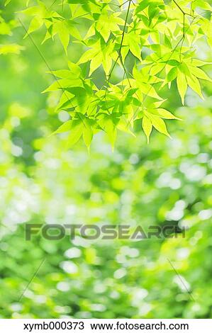 Stock Image - Green leaves. Fotosearch