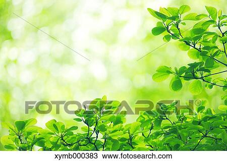 Green leaves View Large Photo Image Stock Image - Green leaves. Fotosearch