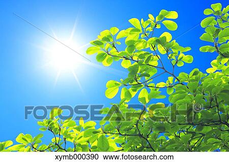 Stock Image - Green leaves. Fotosearch