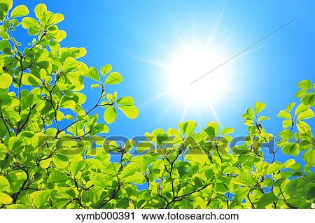 Green leaves View Large Photo Image Stock Image - Green leaves. Fotosearch
