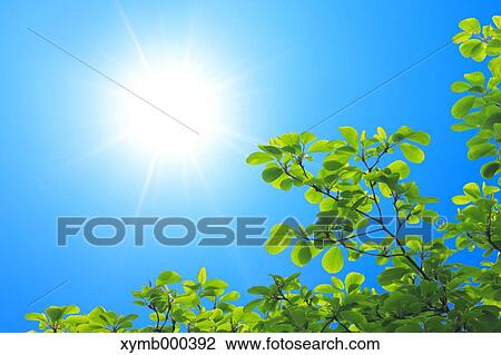 Green leaves View Large Photo Image Stock Image - Green leaves. Fotosearch