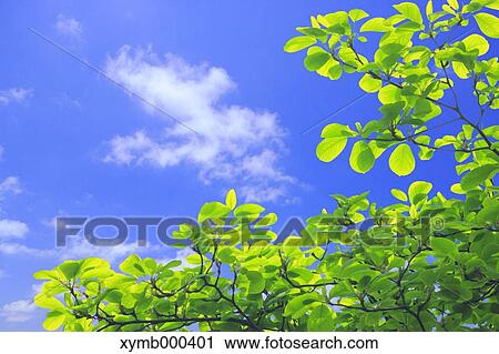 Green leaves View Large Photo Image Stock Image - Green leaves. Fotosearch