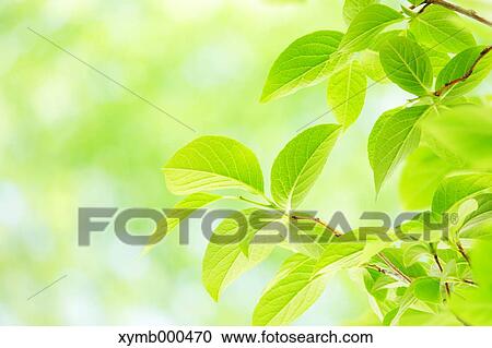 Stock Image - Green leaves. Fotosearch