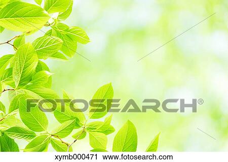 Stock Image - Green leaves. Fotosearch