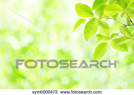 Stock Image - Green leaves. Fotosearch