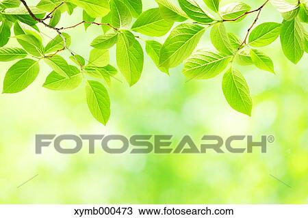 Stock Image - Green leaves. Fotosearch