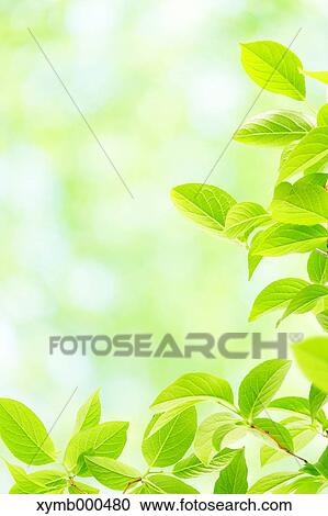 Stock Image - Green leaves. Fotosearch