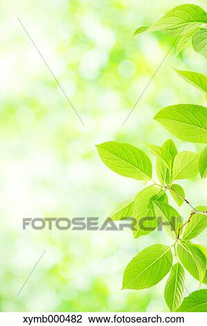 Stock Image - Green leaves. Fotosearch