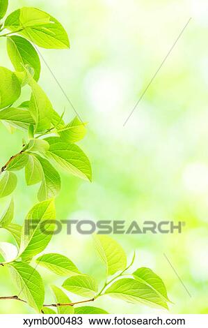 Green leaves View Large Photo Image Stock Image - Green leaves. Fotosearch