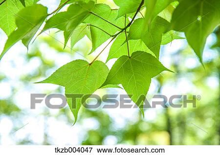 Green leaves View Large Photo Image Stock Photo - Green leaves. Fotosearch