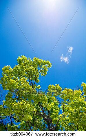 Green leaves View Large Photo Image Stock Photo - Green leaves. Fotosearch