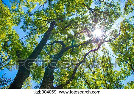 Green leaves View Large Photo Image Stock Photo - Green leaves. Fotosearch