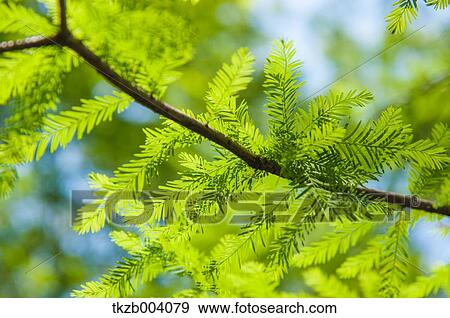 Stock Photo - Green leaves. Fotosearch