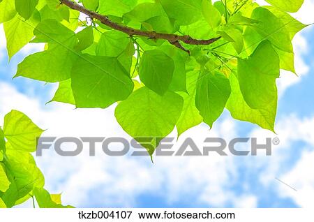 Green leaves View Large Photo Image Stock Photo - Green leaves. Fotosearch