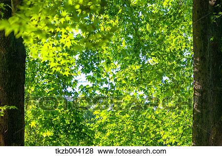 Green leaves View Large Photo Image Stock Photo - Green leaves. Fotosearch