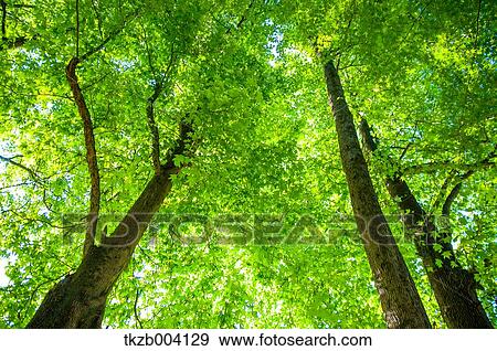 Green leaves View Large Photo Image Stock Photo - Green leaves. Fotosearch