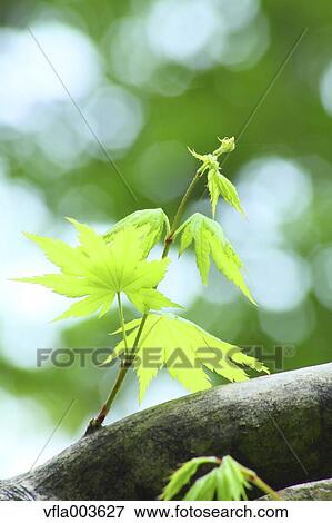 Stock Photo - Green leaves. Fotosearch