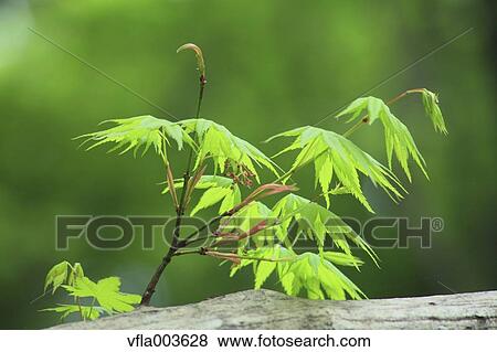 Stock Photo - Green leaves. Fotosearch