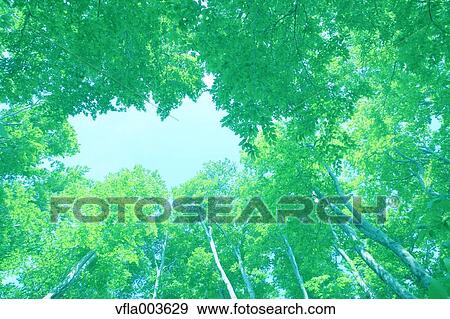 Green leaves View Large Photo Image Stock Photo - Green leaves. Fotosearch