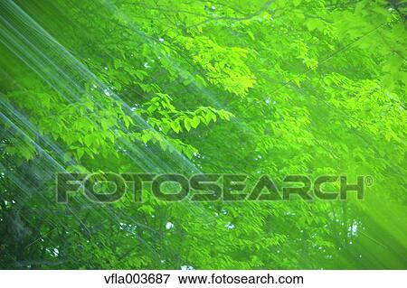 Green leaves View Large Photo Image Stock Photo - Green leaves. Fotosearch