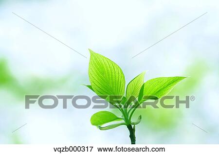 Green leaves View Large Photo Image Stock Photo - Green leaves. Fotosearch