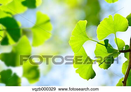 Green leaves View Large Photo Image Stock Photo - Green leaves. Fotosearch