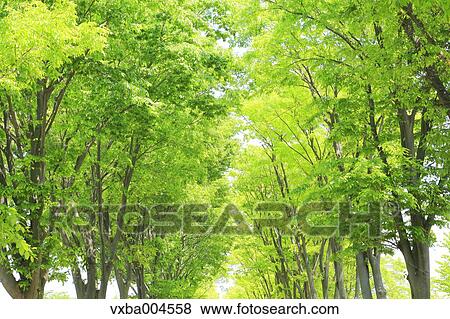 Green leaves View Large Photo Image Stock Photo - Green leaves. Fotosearch