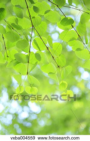Green leaves View Large Photo Image Stock Photo - Green leaves. Fotosearch