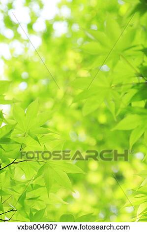 Green leaves View Large Photo Image Stock Photo - Green leaves. Fotosearch