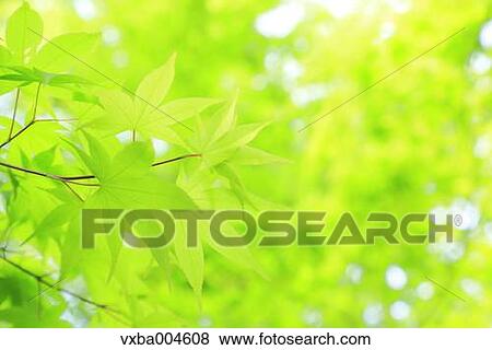 Green leaves View Large Photo Image Stock Photo - Green leaves. Fotosearch