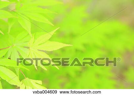 Green leaves View Large Photo Image Stock Photo - Green leaves. Fotosearch
