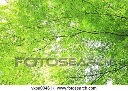 Green leaves View Large Photo Image Stock Photo - Green leaves. Fotosearch