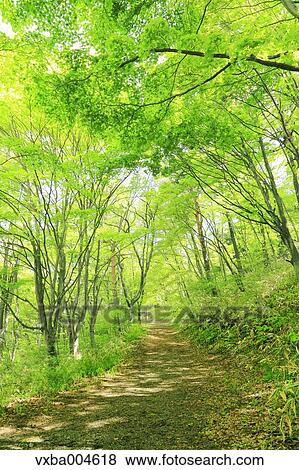Green leaves View Large Photo Image Stock Photo - Green leaves. Fotosearch