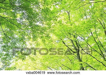 Green leaves View Large Photo Image Stock Photo - Green leaves. Fotosearch