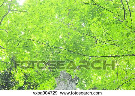 Stock Photo - Green leaves. Fotosearch