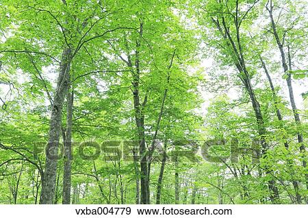 Green leaves View Large Photo Image Stock Photo - Green leaves. Fotosearch