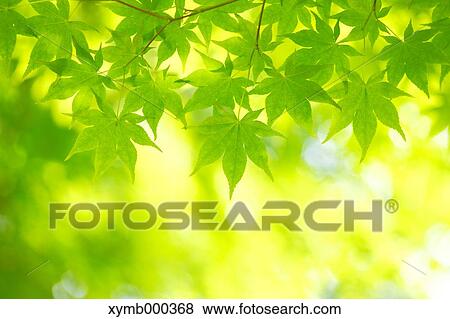 Stock Photo - Green leaves. Fotosearch
