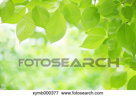 Green leaves View Large Photo Image Stock Photo - Green leaves. Fotosearch